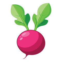 Set of juicy vegetables root vegetables pink and white radishes. Vector graphics.