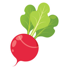 red radish isolated on white