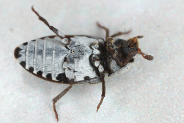 Leather beetle (Dermestes sibiricus). Skin beetle. A common pest in homes. View from below.