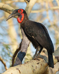 Southern Ground Hornbill