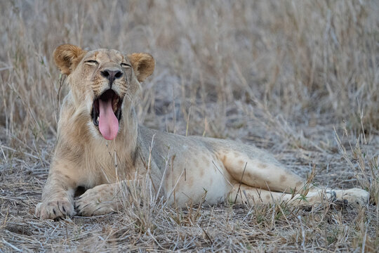 Lion Yawning