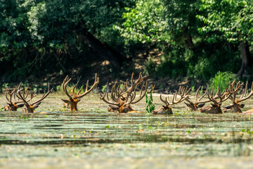 Herd of deer swimming in natural green forest waterway