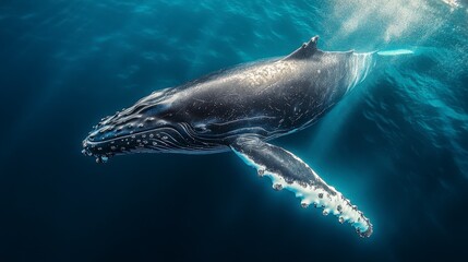 Naklejka premium A humpback whale swims gracefully through the blue ocean, its body illuminated by sunlight.