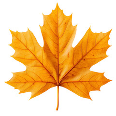 Fototapeta premium A vibrant orange maple leaf, showcasing intricate veins and textures, isolated on a white or transparent background.