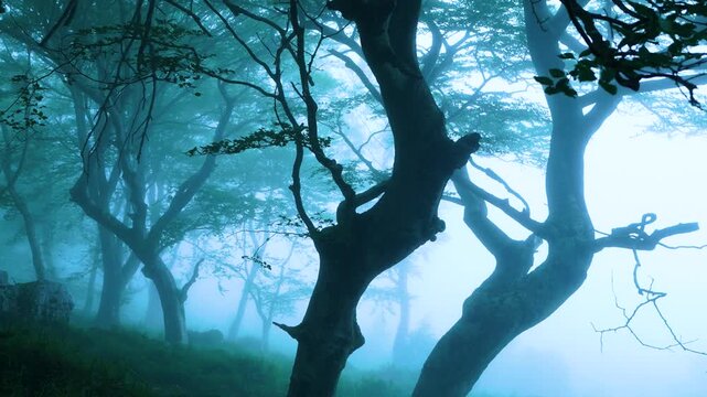 Beech forest (Fagus sylvatica) in the mist in spring in the Collados del As&oacute;n Natural Park. Aerial view from a drone. Hills of Ason Natural Park. Soba Valley, Cantabria, Spain, Europe