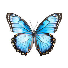 A stunning blue butterfly, isolated on a white or transparent background