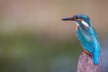 Female common kingfisher (Alcedo atthis), also known as the Eurasian kingfisher and river kingfisher