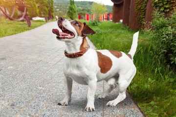 Smart domestic dog play in a meadow