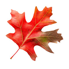 Fototapeta premium Vibrant red oak leaf capturing the essence of autumn, isolated on a white or transparent background