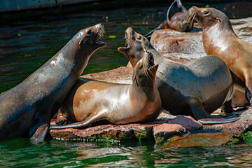 Interaktion und soziale Dynamik von Seelöwen, Tierpark Nürnberg