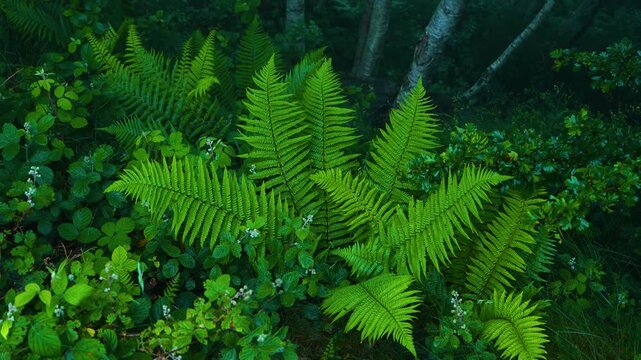 Ferns and birches in the mist in spring in the Natural Park of the Collados del As&oacute;n. Aerial view from a drone. Hills of Ason Natural Park. Soba Valley, Cantabria, Spain, Europe