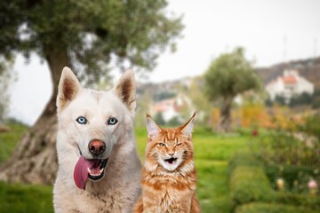 Cute cat and smart dog play together outdoor