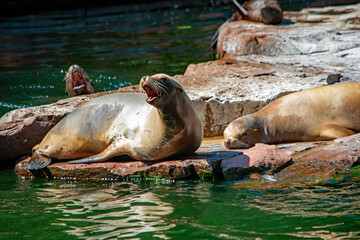 Seelöwengruppe auf den Felsen am Wasser, Nürnberger Zoo