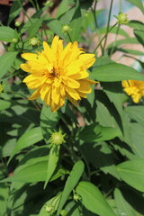 rudbeckia laciniata or Cutleaf coneflower