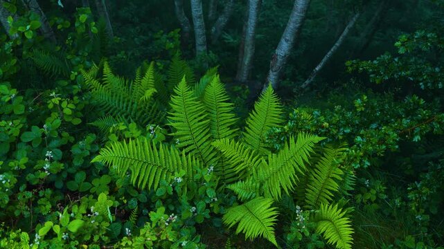 Ferns and birches in the mist in spring in the Natural Park of the Collados del As&oacute;n. Aerial view from a drone. Hills of Ason Natural Park. Soba Valley, Cantabria, Spain, Europe