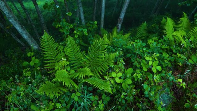 Ferns and birches in the mist in spring in the Natural Park of the Collados del As&oacute;n. Aerial view from a drone. Hills of Ason Natural Park. Soba Valley, Cantabria, Spain, Europe