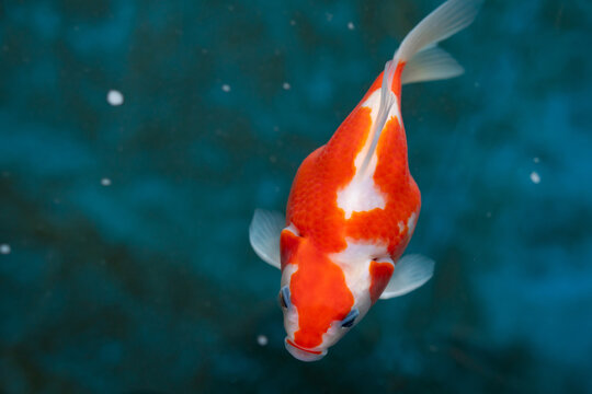 Close up of Tamasaba goldfish from Japan i
