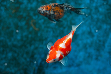 Obraz premium Close up of Tamasaba goldfish from Japan i