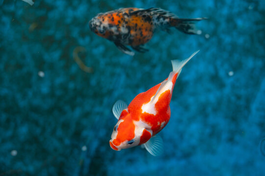 Close up of Tamasaba goldfish from Japan i