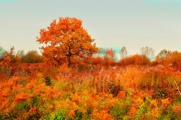 Autumn landscape in cloudy weather, old oak tree among the colorful autumn field, soft focus processing