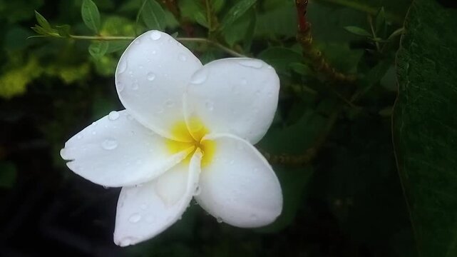 Plumeria pudica flower with water drops. Frangipani flower