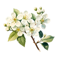 Fototapeta premium A beautifully illustrated branch of white cherry blossoms in full bloom isolated on transparency PNG background, with rich green leaves and unopened buds, Perfect for spring-themed designs