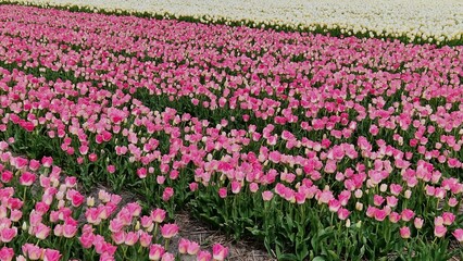 Field of tulips