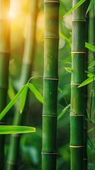 Obraz premium Beautiful bamboo closeup in nature ecological 