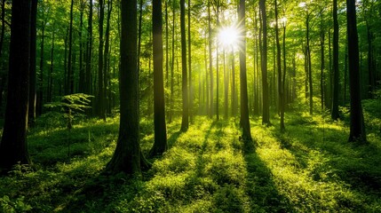 A serene forest showcasing tall trees, vibrant green foliage, and soft sunlight filtering through the branches, creating a peaceful atmosphere.