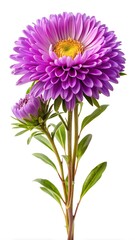 Aster China Bouquet Isolated on a White Background