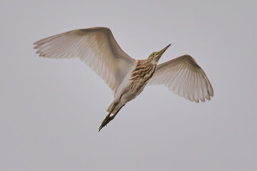Indian Pond heron