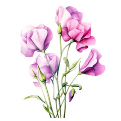 Obraz premium A watercolor illustration of delicate pink and purple sweet pea flowers is ideal for botanical prints isolated on transparency PNG background, greeting cards, and wall art