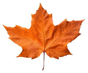 PNG Maple plant leaf tree.