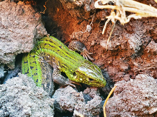 Close up portrait of a lizard lie curled on the ground. Beautiful green exotic lizard with vibrant colors in natural environment.