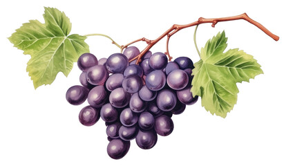Fototapeta premium PNG Grapes fruit plant food.