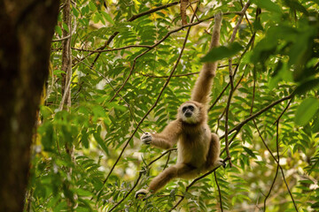 Sumatran lar gibbon in the nature habitat, also known as the Sumatran white-handed gibbon, is a...
