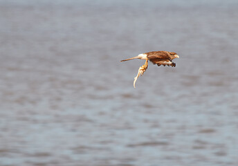 bird on the river
