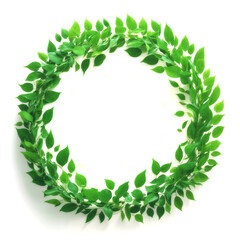 白背景の新緑のフレーム