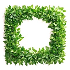 白背景の新緑のフレーム