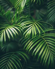 Closeup of lush green palm leaves