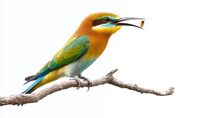 Obraz premium A colorful bee-eater bird perched on a branch with its beak open, holding a bee in its mouth.