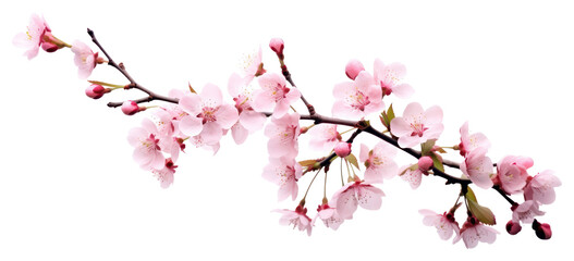 PNG Blossom flower cherry plant.