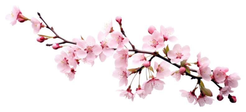 PNG Blossom flower cherry plant.