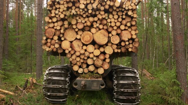 A forwarder loader loaded with logs drives through a forest. Logging
