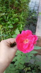 a person holding a beautiful pink flower