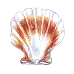 Fototapeta premium Scallop, bivalve marine mollusk, grooved shell in watercolor. Red Scallop, Calico Scallop, Argopecten Gibbus. This shell's side is concave in shape. Circular shaped with radiating ribs and two small