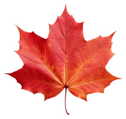 PNG Maple plant leaf tree.