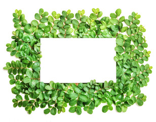 白背景の新緑のフレーム