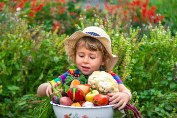 Child with vegetables in the garden. Selective focus.