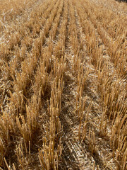 golden wheat field in summer